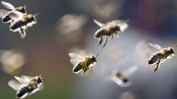 Bees-in-flight-fromorgnanizedchaosdotcom